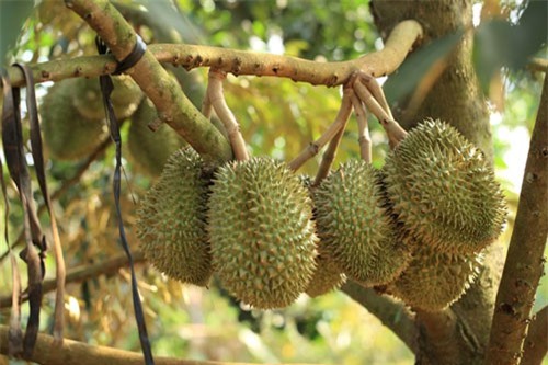 Thêm nhiều loại nông sản được mở cửa vào Trung Quốc