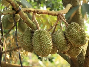 Thêm nhiều loại nông sản được mở cửa vào Trung Quốc