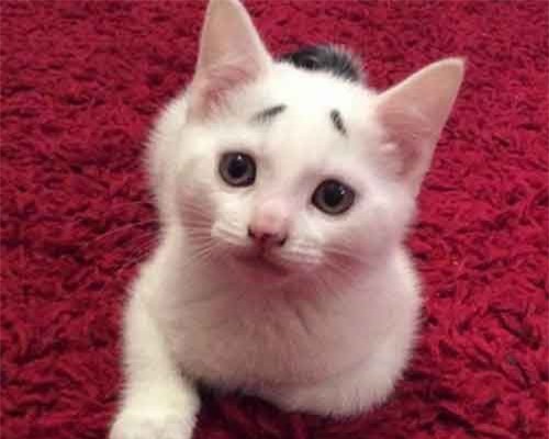 Ngắm những chú mèo có bộ lông 'độc nhất vô nhị'