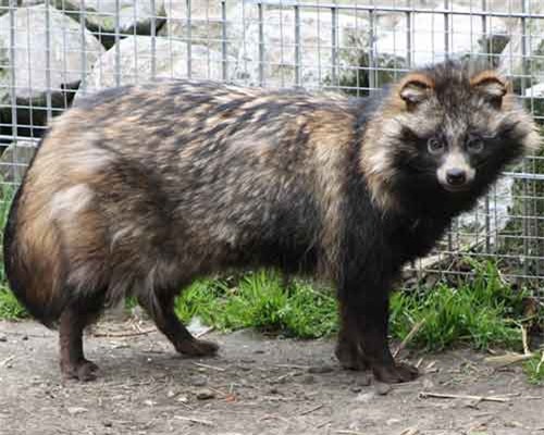 Những động vật quái dị trông chẳng khác gì sinh vật ngoài hành tinh