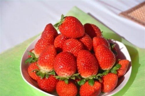 'Choáng' với giống dâu tây nhìn chẳng có gì lạ nhưng giá lên tới 2 triệu đồng/quả