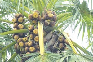 Công dụng 'thần kì' từ đường thốt nốt