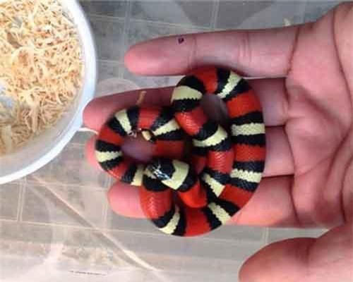 7 loài rắn nhìn sợ... nhưng vô hại với người