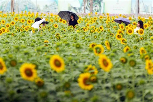 Phát cuồng với cánh đồng hoa hướng dương đẹp như cõi mơ ở Sài Gòn