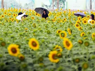 Phát cuồng với cánh đồng hoa hướng dương đẹp như cõi mơ ở Sài Gòn