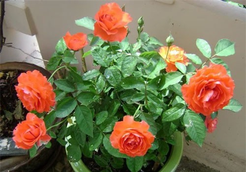 Chỉ với 1 cốc nước này cành hồng ra rễ sau 10 ngày, hoa nở rực sau 1 tháng đến Tết tha hồ đẹp