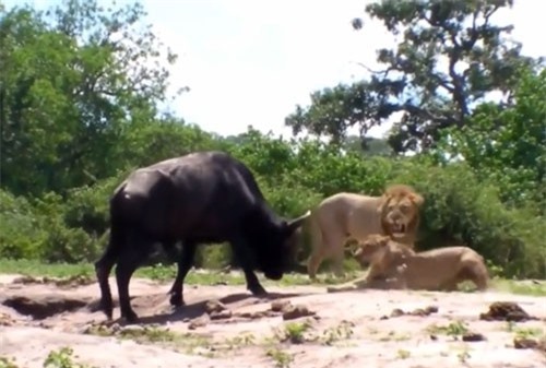 Clip: Trâu rừng 1 mình 'cân' cả 2 con sư tử