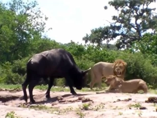Clip: Trâu rừng 1 mình 'cân' cả 2 con sư tử