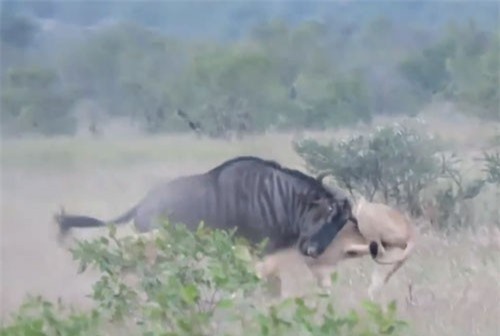 CLIP: Linh dương đầu bò húc bay 2 con sư tử 