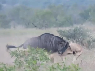 CLIP: Linh dương đầu bò húc bay 2 con sư tử