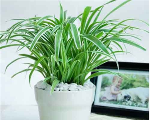 Điều ít biết về loài cây 'máy lọc không khí', mọc đầy Việt Nam