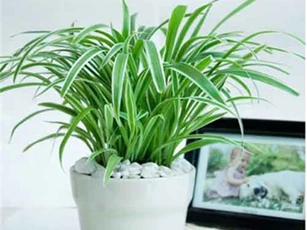 Điều ít biết về loài cây 'máy lọc không khí', mọc đầy Việt Nam