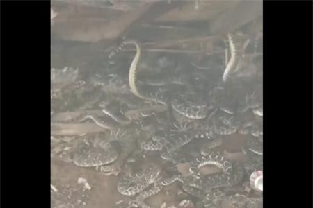 Clip: Hoảng hồn chứng kiến rắn bò lúc nhúc dưới cabin