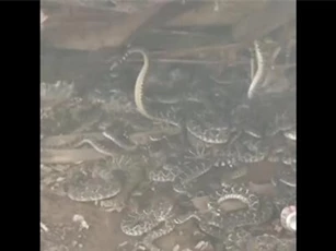 Clip: Hoảng hồn chứng kiến rắn bò lúc nhúc dưới cabin