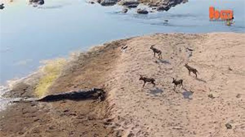 Clip: Cá sấu hiên ngang cướp mồi của đàn chó hoang