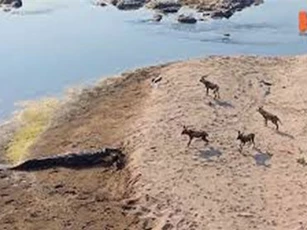 Clip: Cá sấu hiên ngang cướp mồi của đàn chó hoang