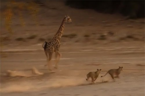 Clip: Sư tử ra đòn ‘hiểm’, hạ gục hươu cao cổ trong vòng ‘một nốt nhạc’