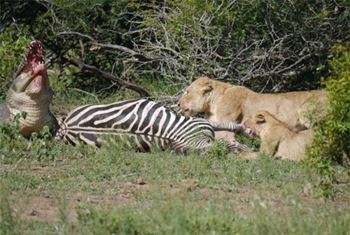 CLIP HOT (24/12): Ngựa vằn xấu số tránh cá sấu gặp sư tử, rắn bò lúc nhúc dưới cabin