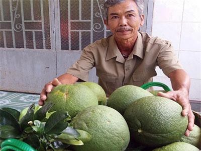 Bí quyết trồng bưởi da xanh mỗi năm lời hơn nửa tỷ đồng
