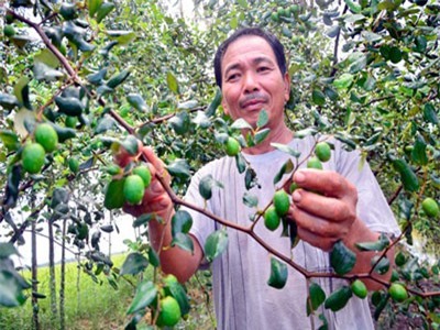 Độc đáo mô hình trồng táo + nuôi dê, táo ngọt mát nhờ 'ăn' phân dê