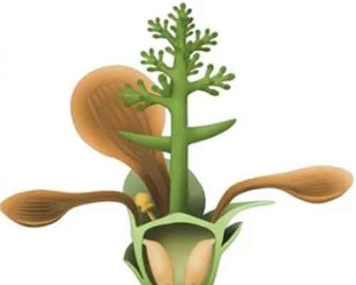 Phát hiện hóa thạch loài hoa đầu tiên trên Trái Đất
