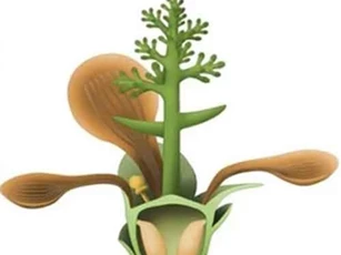 Phát hiện hóa thạch loài hoa đầu tiên trên Trái Đất