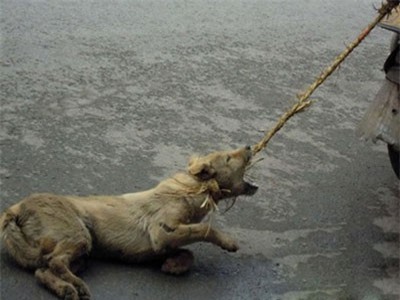 Clip: Hai tên trộm kéo lê chó ngay trước mặt chủ trên phố Hà Nội