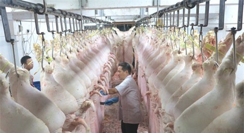 TPHCM sắp có sàn giao dịch heo hơi