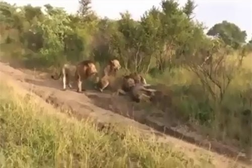 CLIP: Rợn người trước cảnh 4 con sư tử trẻ giết chết sư tử già