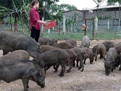 Gái xinh 9X bỏ công nhân về nuôi loài lợn lông cứng như chổi xể