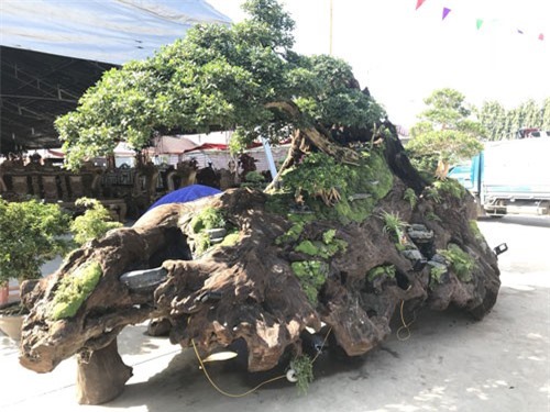 Nguyệt quế tọa gốc lũa sao giá gần 1 tỷ đồng gây ấn tượng mạnh lần đầu ra bắc