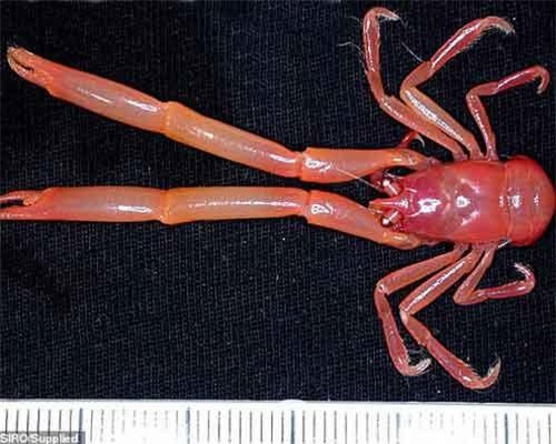 Sững sờ trước 100 loài không tên dưới đáy biển sâu