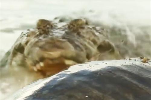 CLIP: Rùng mình trước cảnh cá sấu ăn thịt rùa