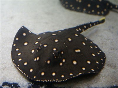 Nuôi loài 'gấu trúc của đại dương', mỗi năm nhẹ nhàng kiếm gần 70 tỷ đồng