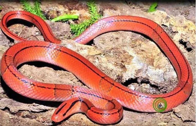 Thông tin khoa học cho biết loài rắn sọc đốm đỏ hoàn toàn vô hại