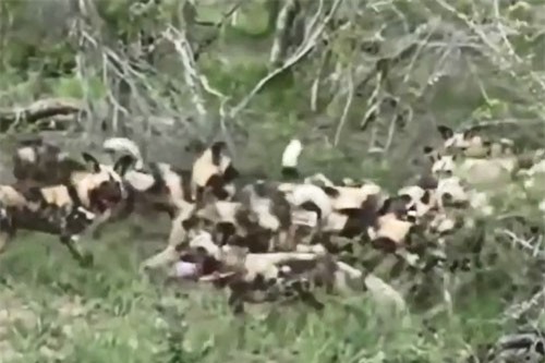 CLIP: Đàn chó hoang trổ tài săn thỏ với ‘tốc độ bàn thờ’