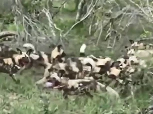 CLIP: Đàn chó hoang trổ tài săn thỏ với ‘tốc độ bàn thờ’