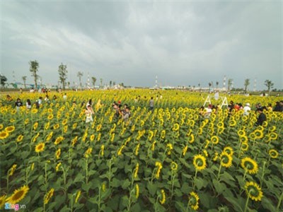 Clip: Khám phá cánh đồng hoa hướng dương rộng lớn, thu hút giới trẻ đến check-in
