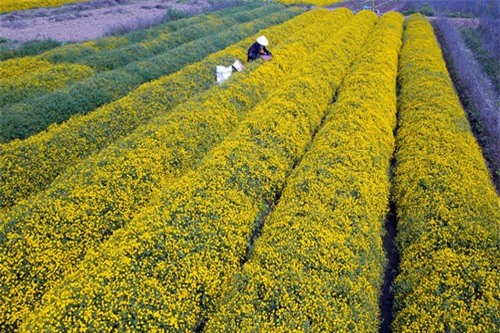 Ngắm vườn cúc chi vàng ngút tầm mắt ở Hưng Yên