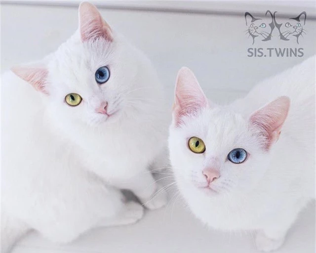 Mèo song sinh 2 màu mắt làm cư dân mạng bấn loạn - Ảnh 1.