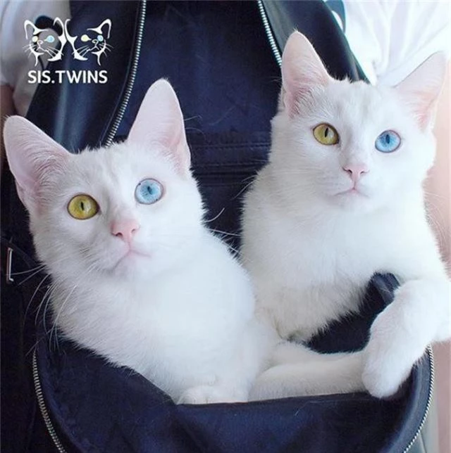 Mèo song sinh 2 màu mắt làm cư dân mạng bấn loạn - Ảnh 2.
