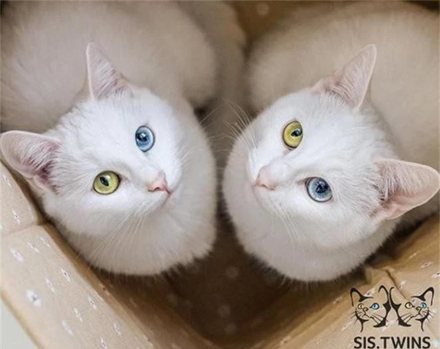 Mèo song sinh 2 màu mắt làm cư dân mạng bấn loạn - Ảnh 4.
