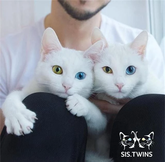 Mèo song sinh 2 màu mắt làm cư dân mạng bấn loạn - Ảnh 6.