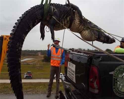 Tóm gọn cá sấu khổng lồ 'đi lạc' vào đất tư nhân