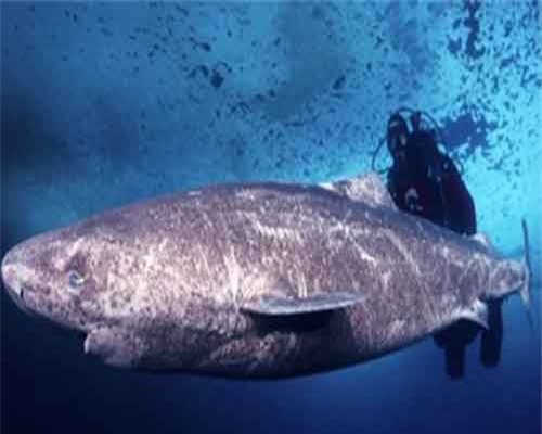 Khám phá loài cá mập có thể sống tới 512 tuổi