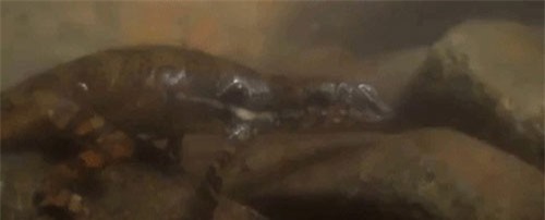 Phát hiện loài thằn lằn có thể thở… được dưới nước