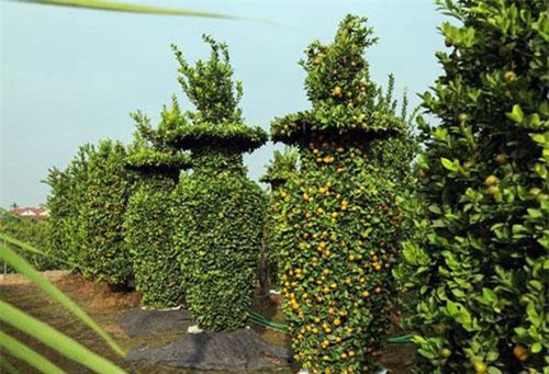 Cận cảnh vườn quýt lục bình cao hơn 3m, giá 50 triệu/1 cặp chuẩn bị “đổ bộ” chợ Tết