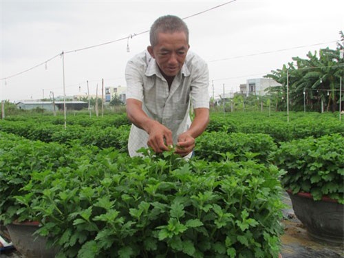 Mượn 2.000 m2 đất trồng hoa, thu về 150 triệu đồng/năm