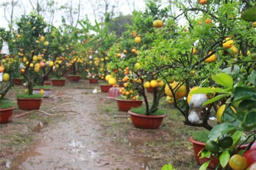 Vườn cây thập quả chục năm vẫn "hot", khách Campuchia cũng mê tít