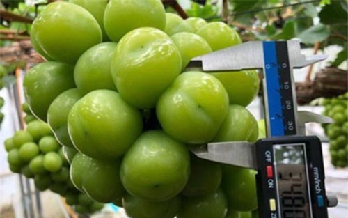 Trái cây cao cấp từ Mỹ, Nhật, Hàn Quốc ồ ạt đổ về Việt Nam